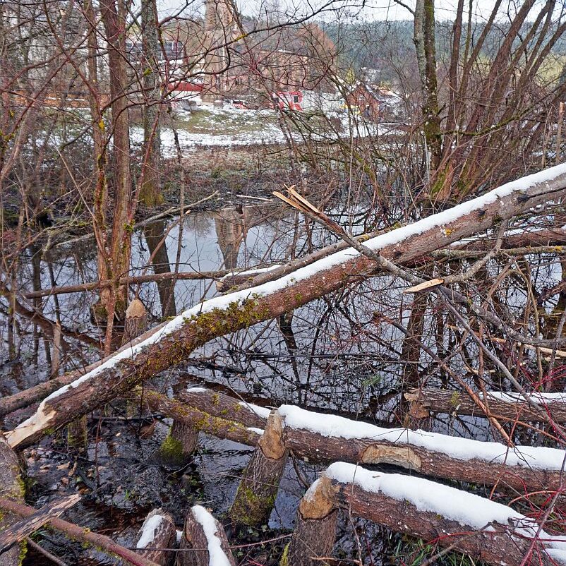 Biber Tennenbronn 08