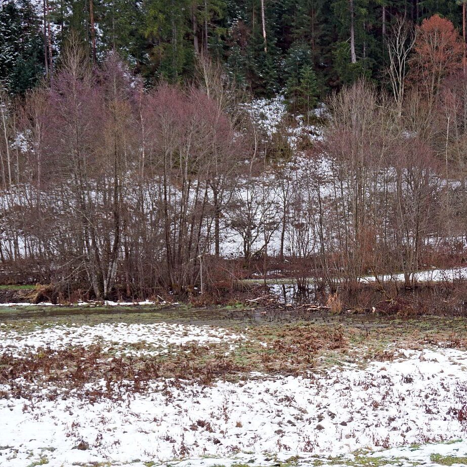 Biber Tennenbronn 09