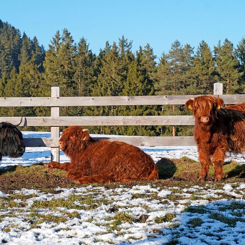 Dorfberg Sommermoos 04