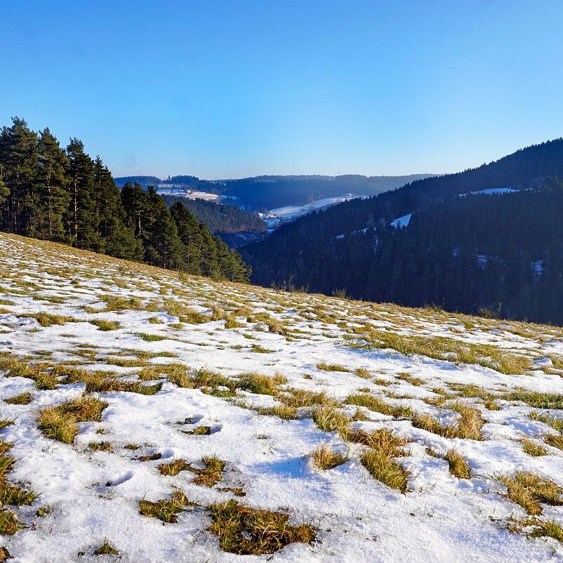 Dorfberg Sommermoos 05