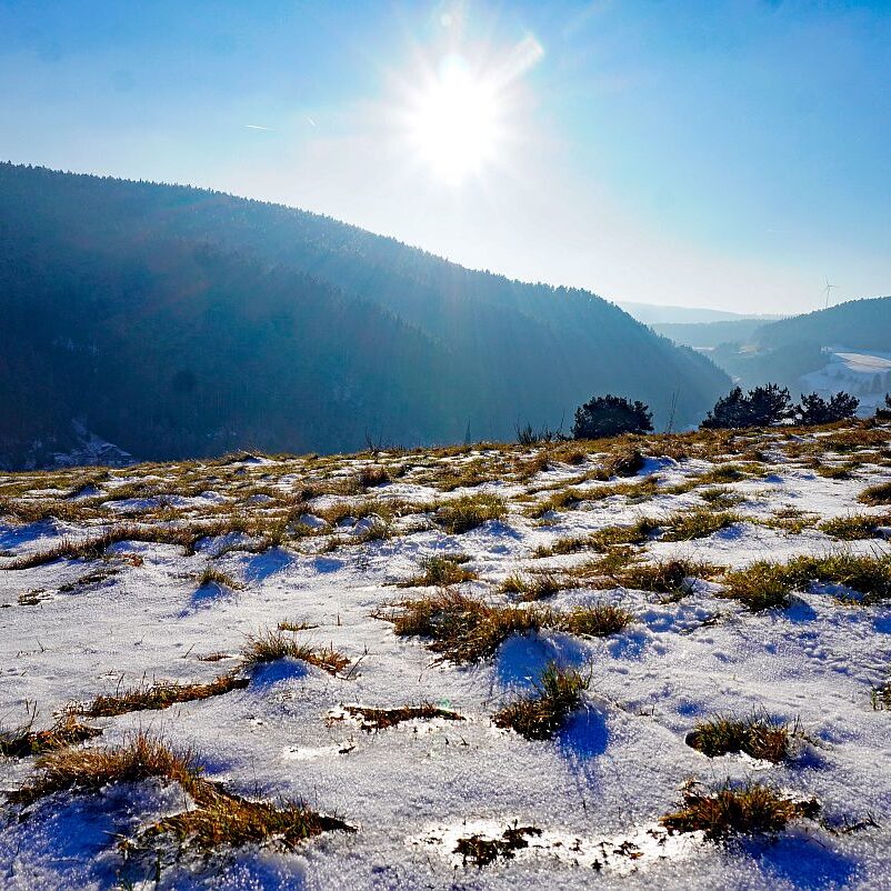 Dorfberg Sommermoos 06