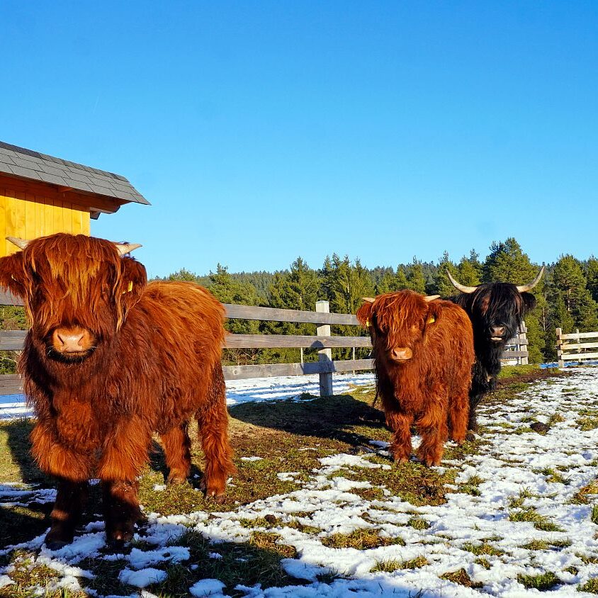 Dorfberg Sommermoos 07