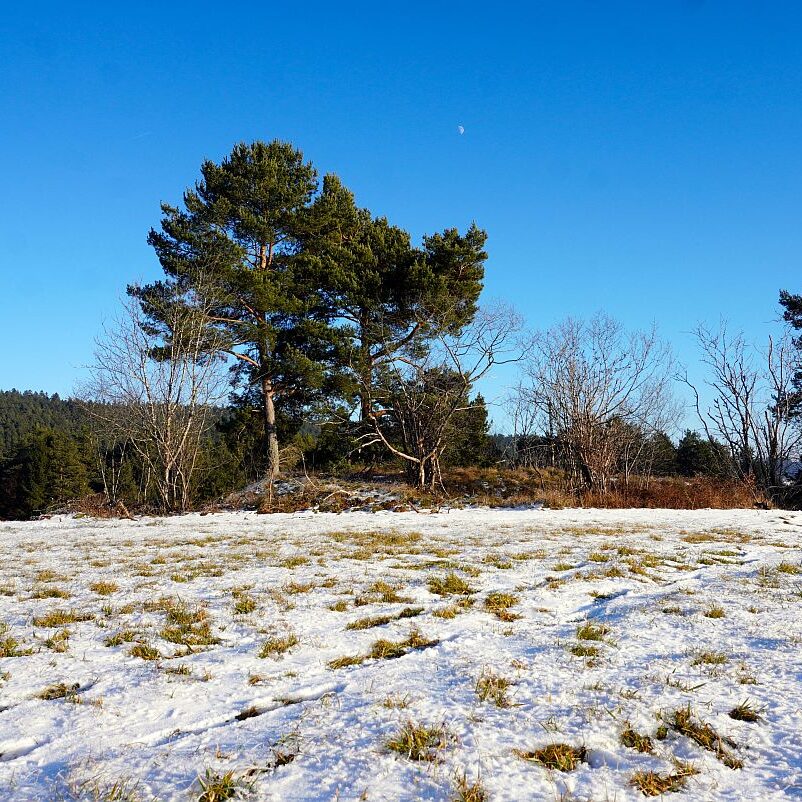 Dorfberg Sommermoos 08