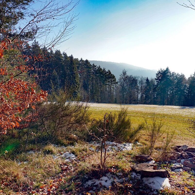 Dorfberg Sommermoos 11