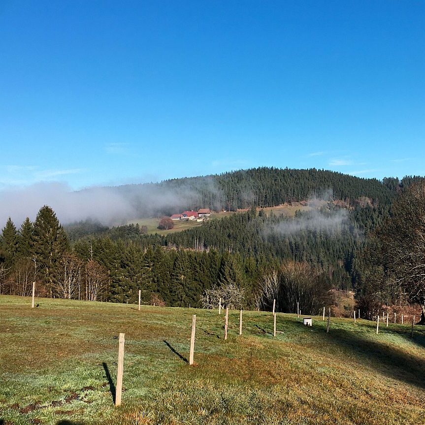 Nebel Mulpenbühl 2