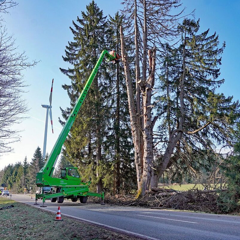 2026 03 10 Napoleonfichte 10