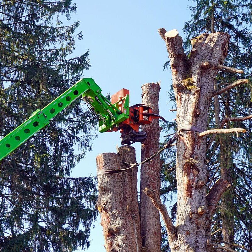 2026 03 10 Napoleonfichte 14