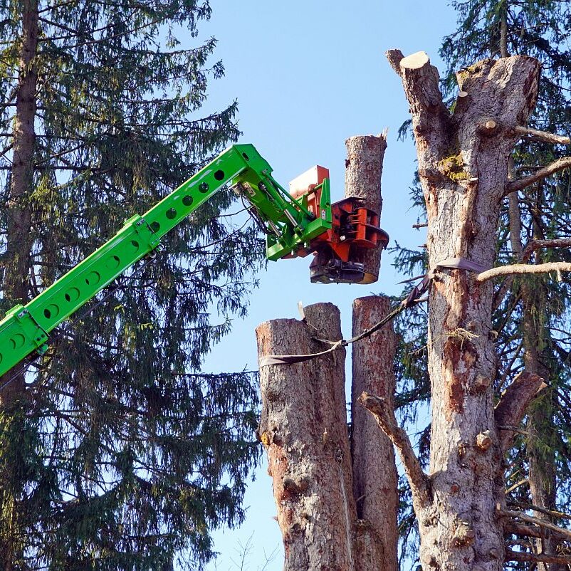 2026 03 10 Napoleonfichte 16