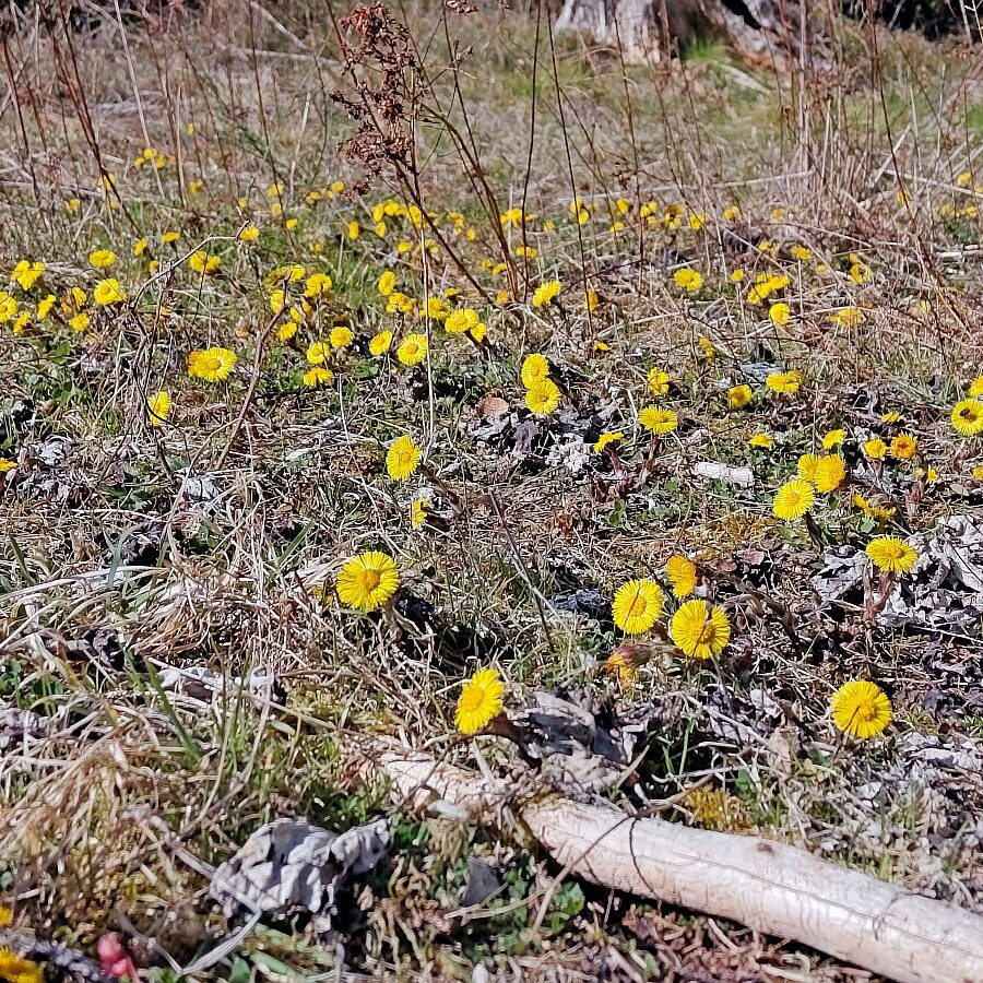 Huflattich Schmetterlinge 2