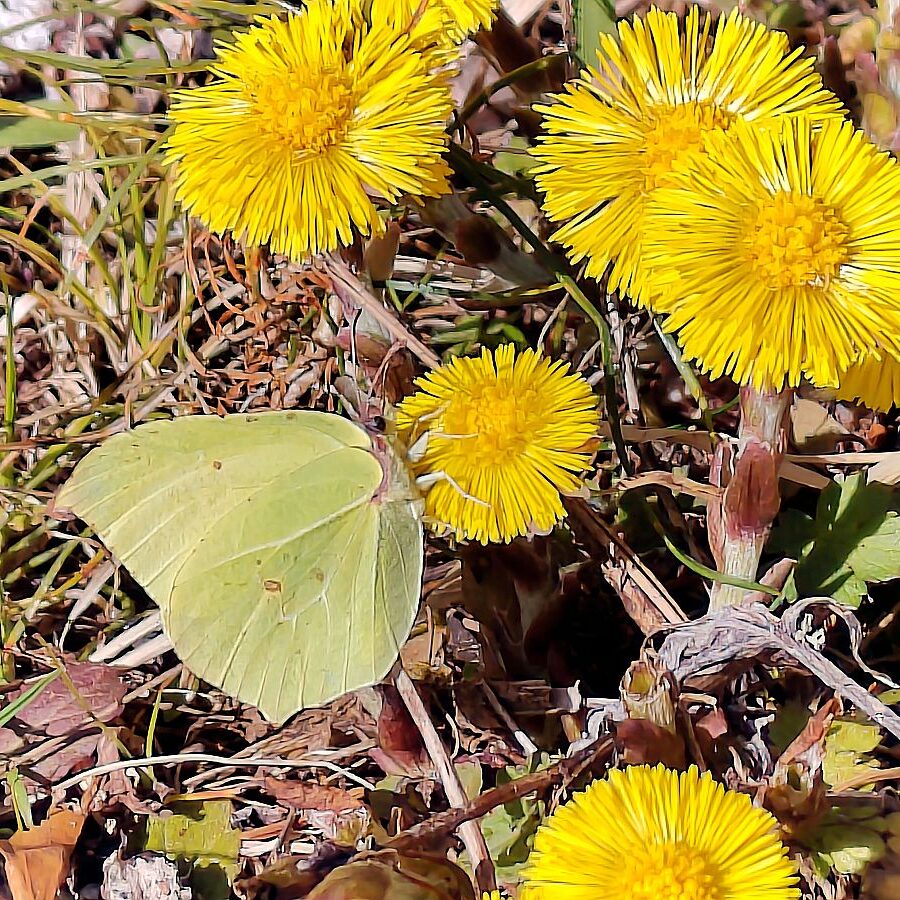 Huflattich Schmetterlinge 3