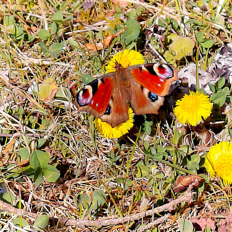 Huflattich Schmetterlinge 4 2