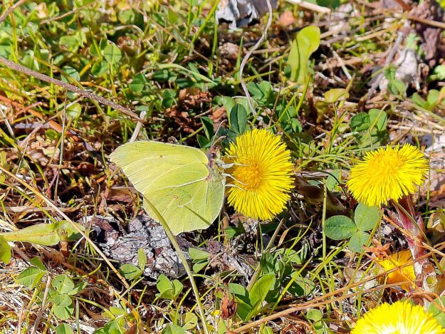 Huflattich Schmetterlinge 5