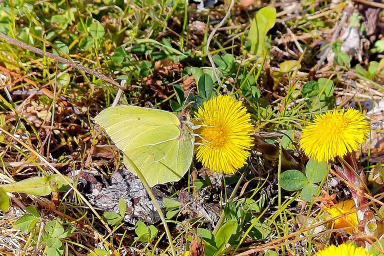 Huflattich Schmetterlinge 5