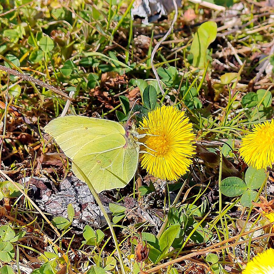 Huflattich Schmetterlinge 5