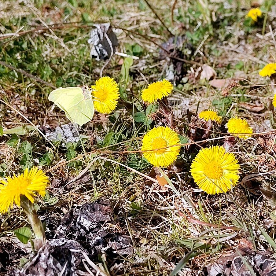 Huflattich Schmetterlinge 6