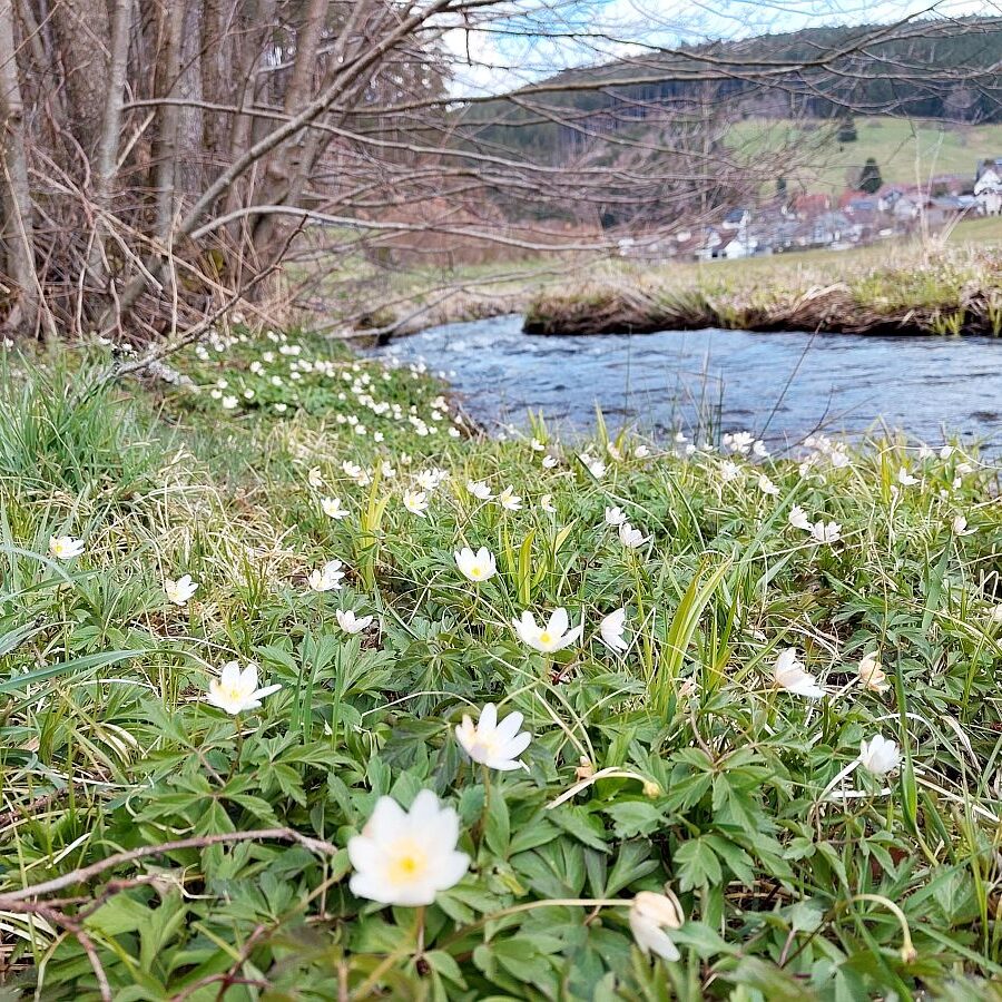 Schuetzen Mooshof Linde 01