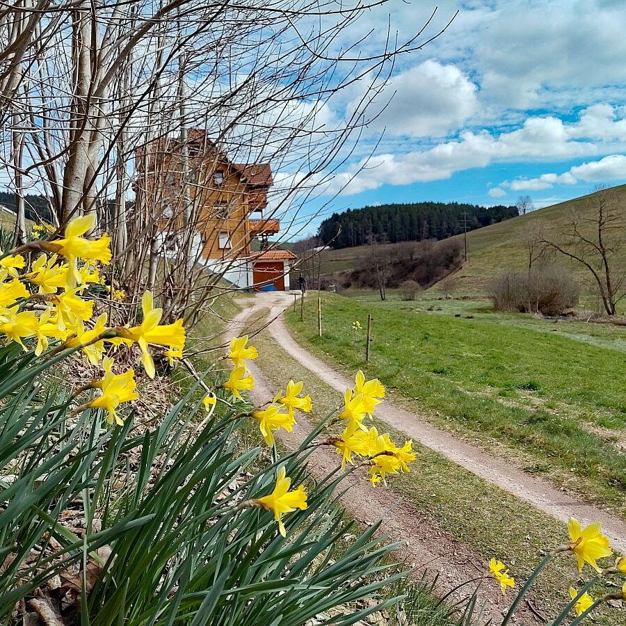 Schuetzen Mooshof Linde 02