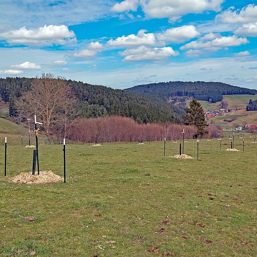 Schuetzen Mooshof Linde 05