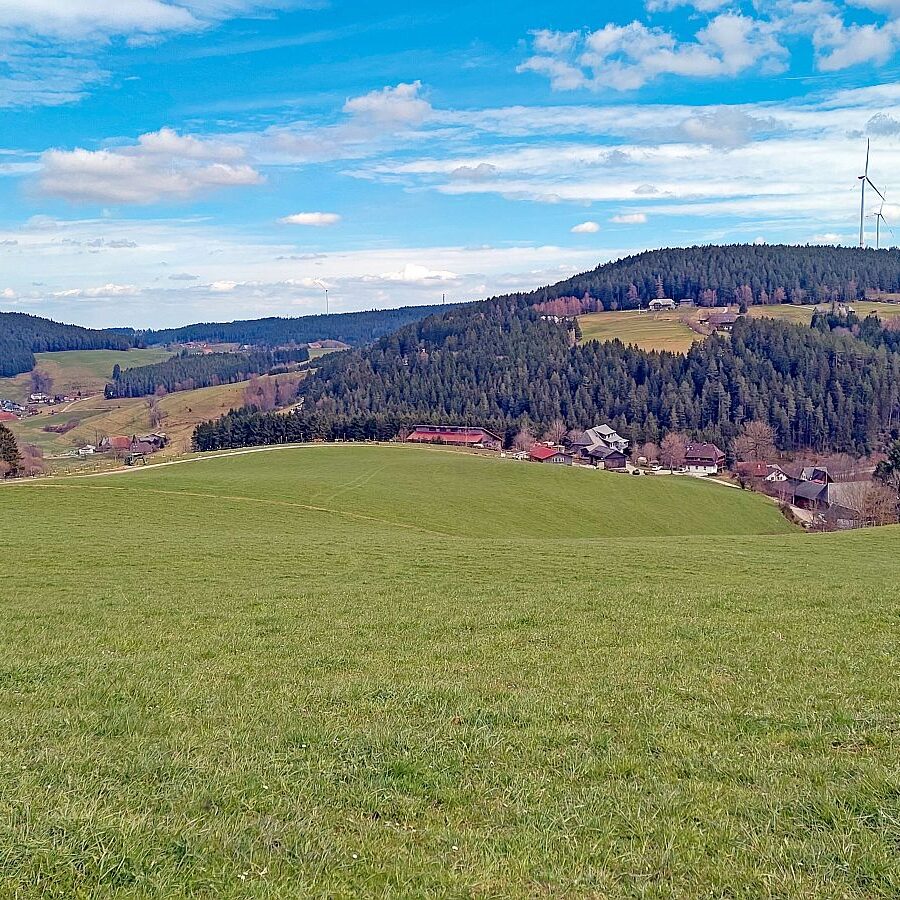 Schuetzen Mooshof Linde 07