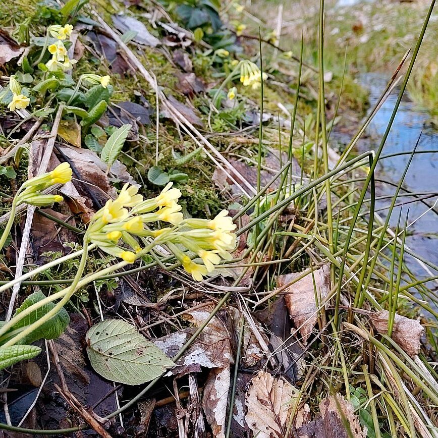 Schuetzen Mooshof Linde 09