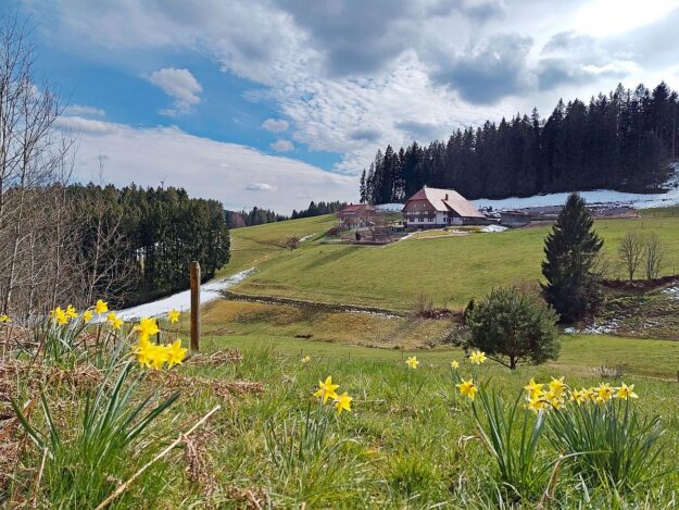 Schuetzen Mooshof Linde 10 Schuetzen Mooshof Linde 10