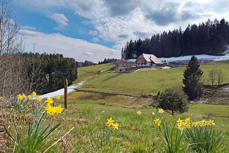 Schuetzen Mooshof Linde 10 Schuetzen Mooshof Linde 10