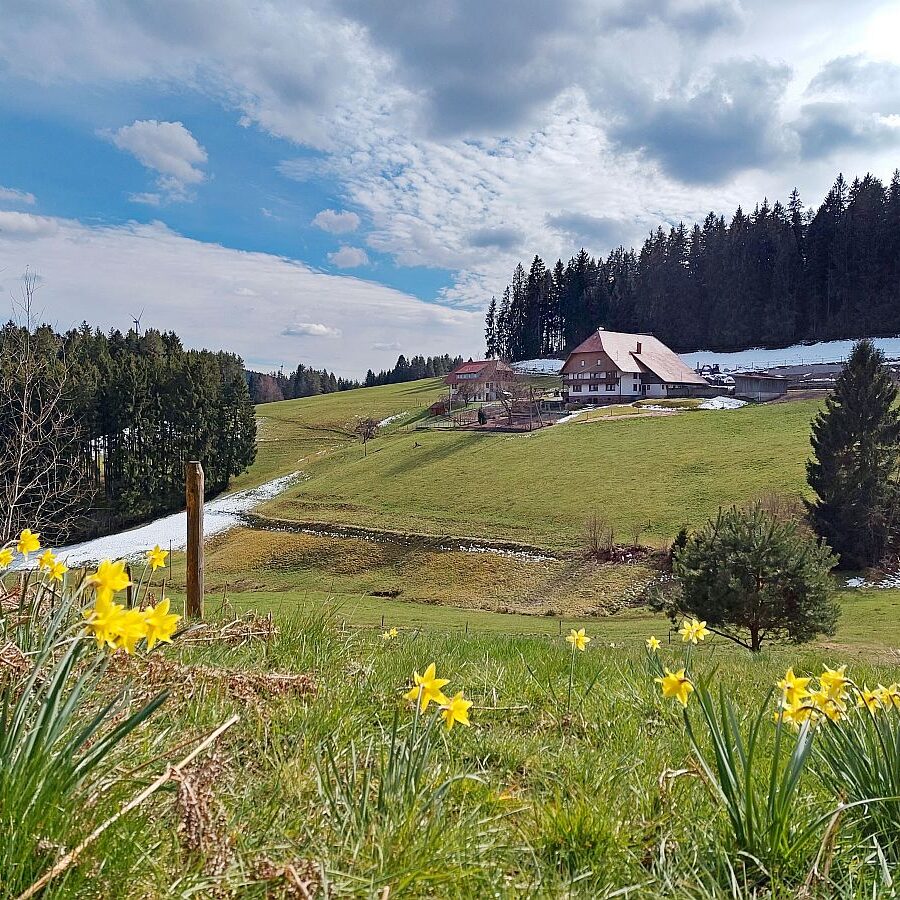 Schuetzen Mooshof Linde 10