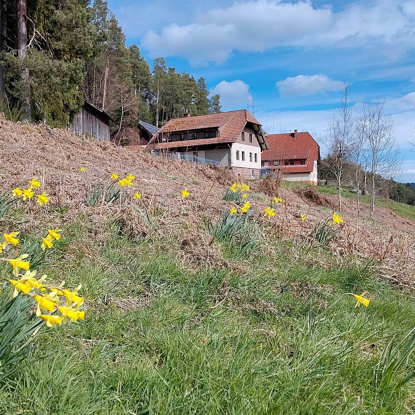 Schuetzen Mooshof Linde 11