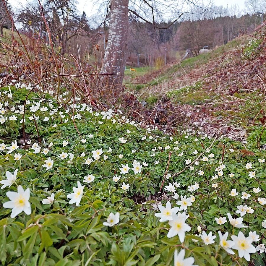Schuetzen Mooshof Linde 13