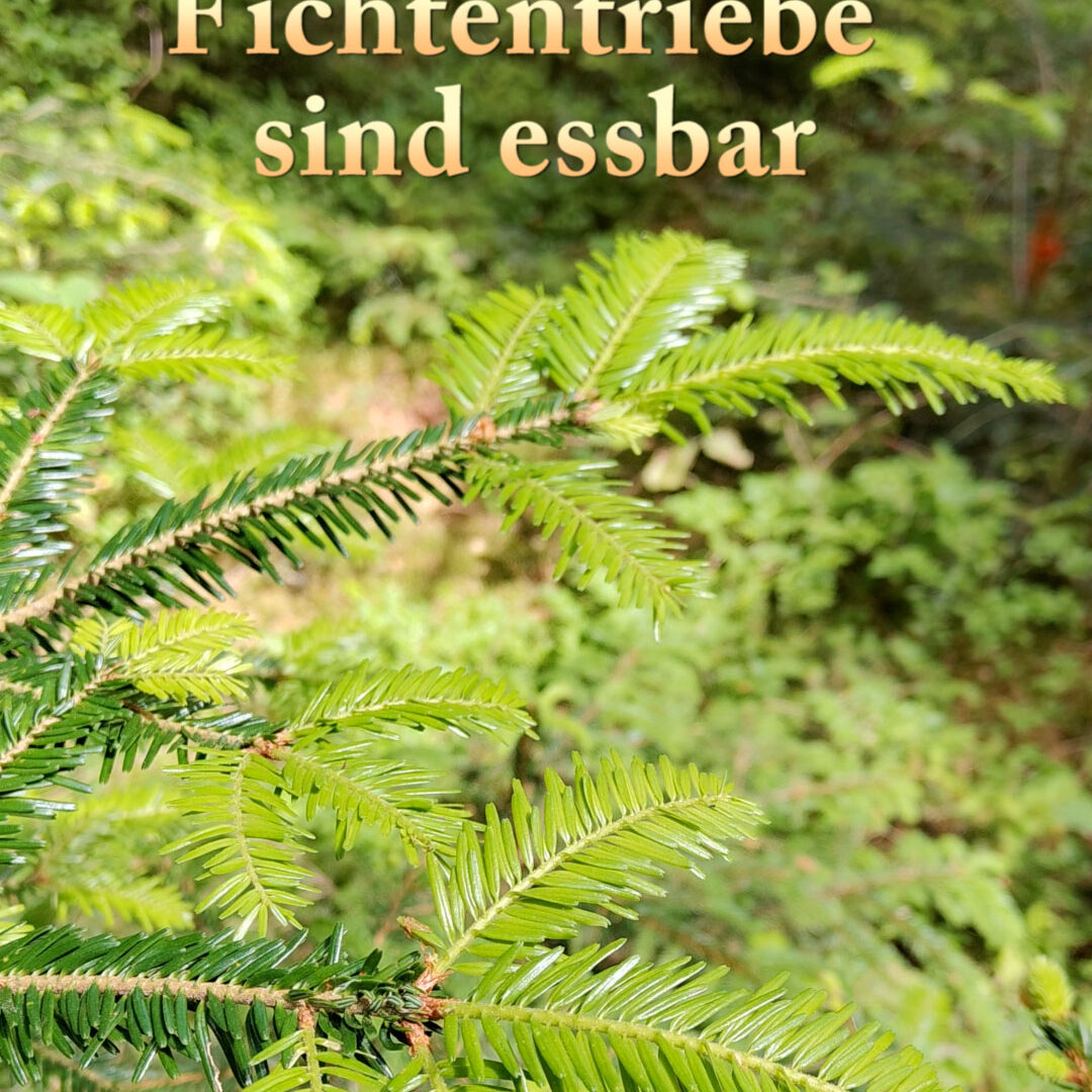 Fichtentriebe