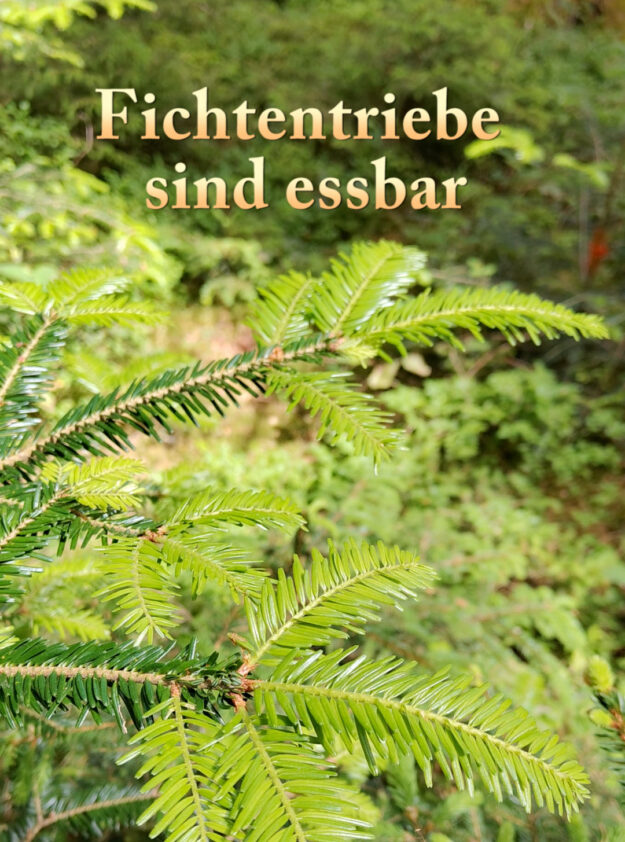 Fichtentriebe