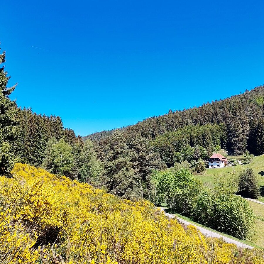 Ginster Eichbach 3