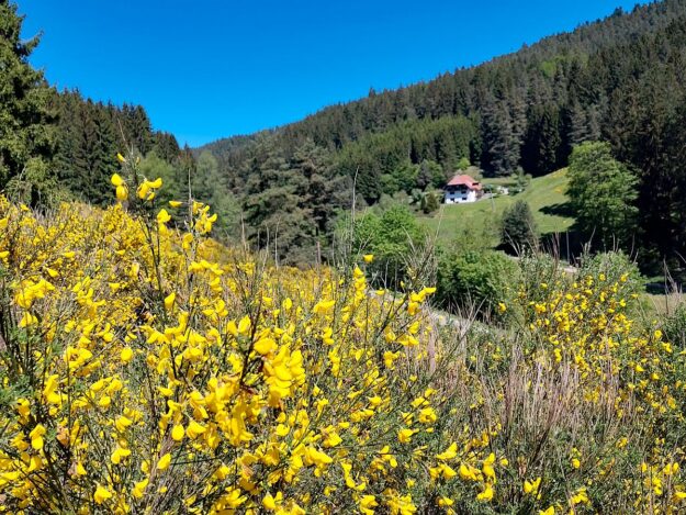 Ginster Eichbach 4