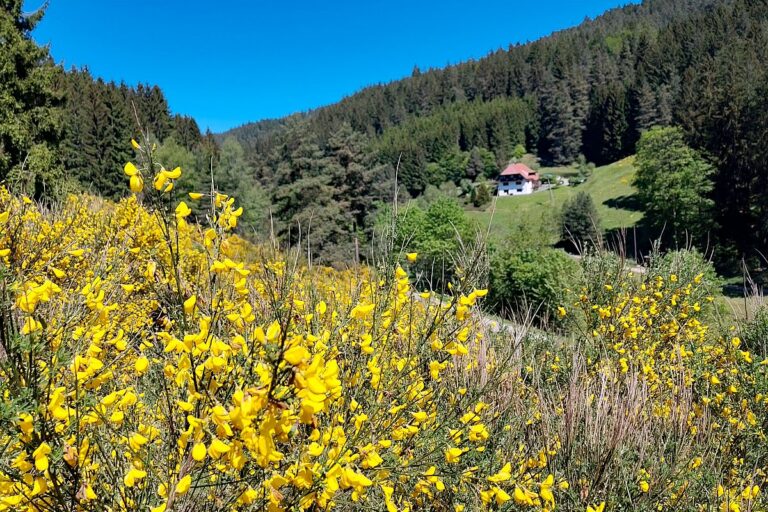 Ginster Eichbach 4 Ginster Eichbach 4