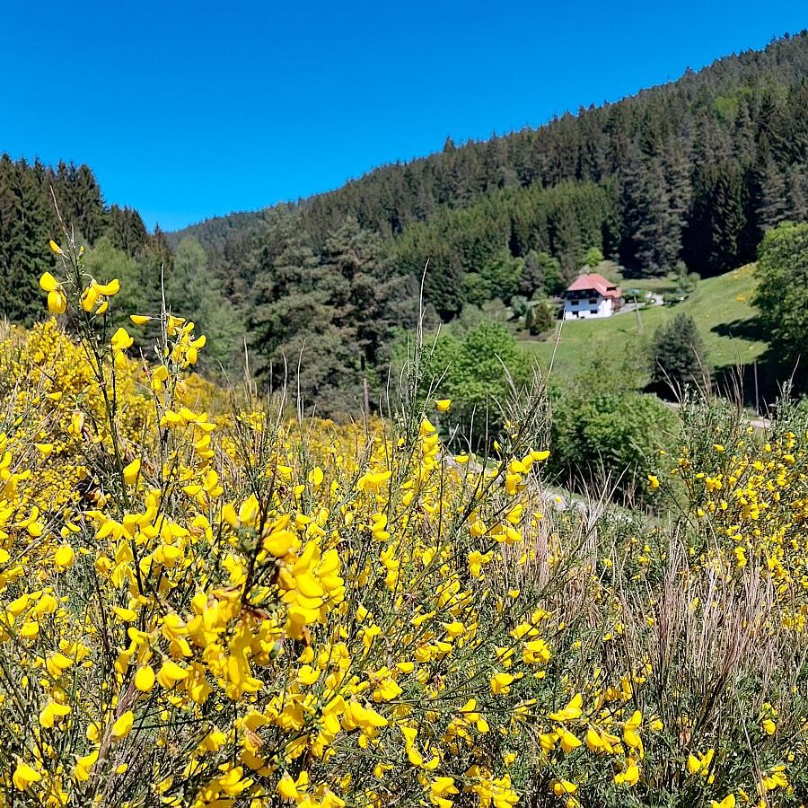 Ginster Eichbach 4