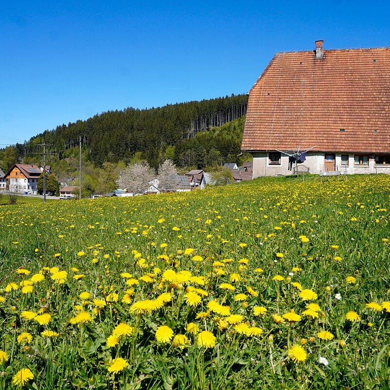 Löwenzahblüte Tennenbronn 01
