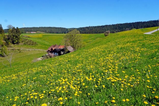 Löwenzahblüte Tennenbronn 02