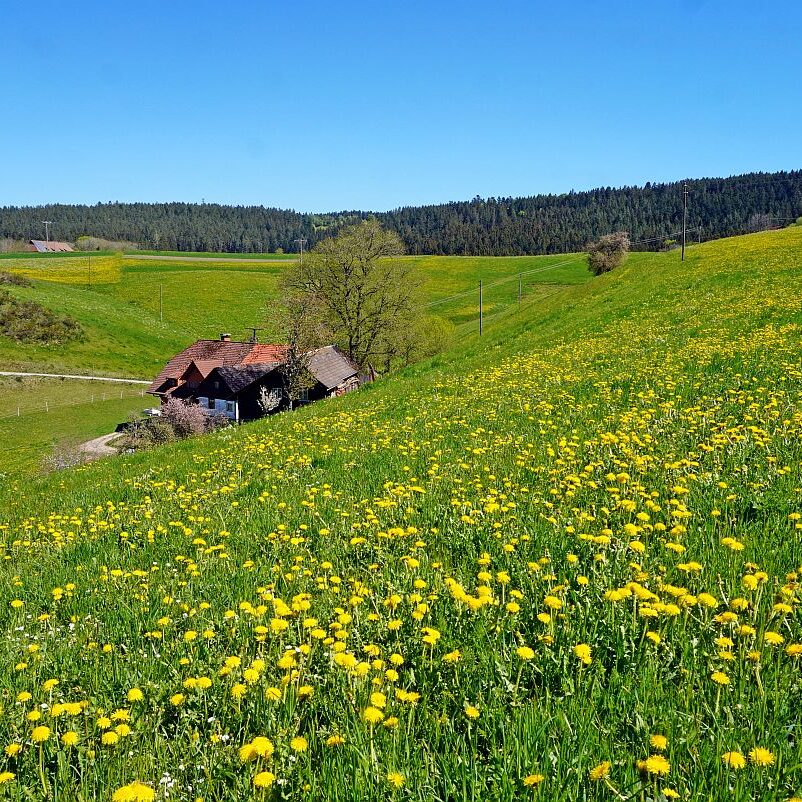 Löwenzahblüte Tennenbronn 02