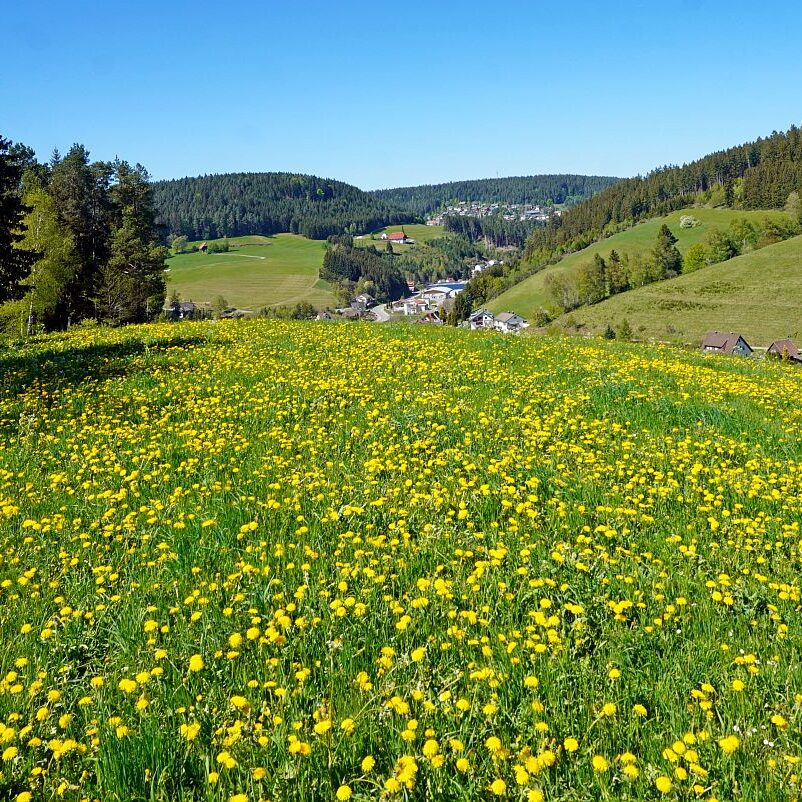 Löwenzahblüte Tennenbronn 03