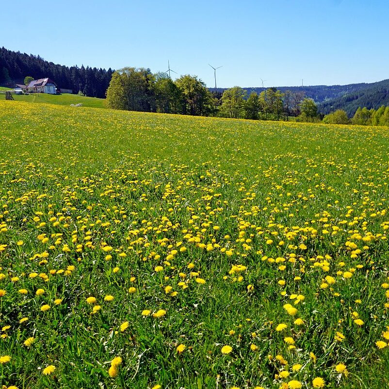 Löwenzahblüte Tennenbronn 04