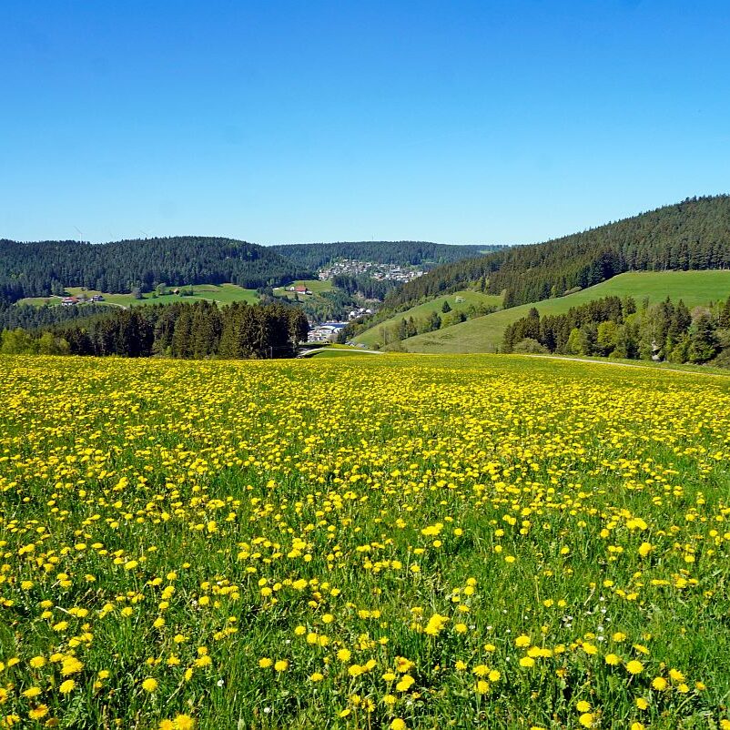 Löwenzahblüte Tennenbronn 06