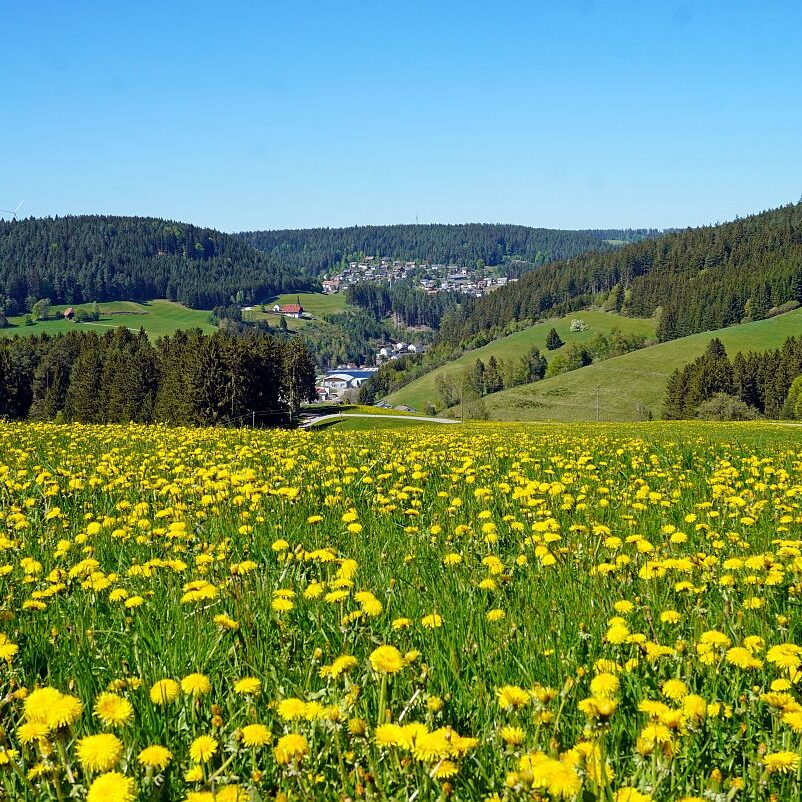 Löwenzahblüte Tennenbronn 08