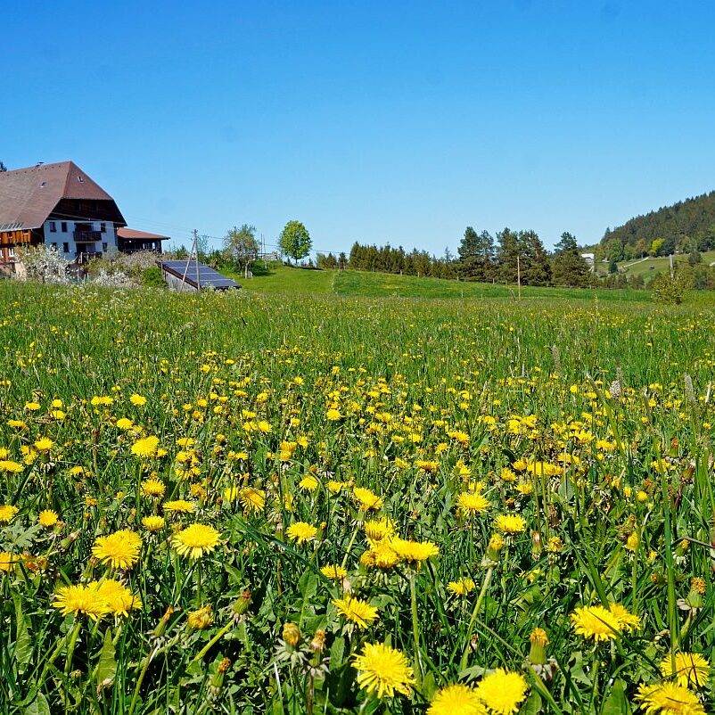 Löwenzahblüte Tennenbronn 10