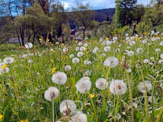 Pusteblume 01