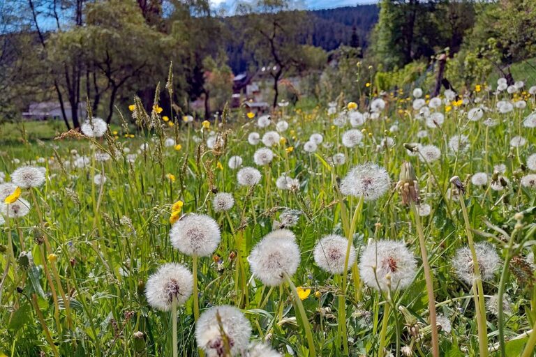 Pusteblume 01