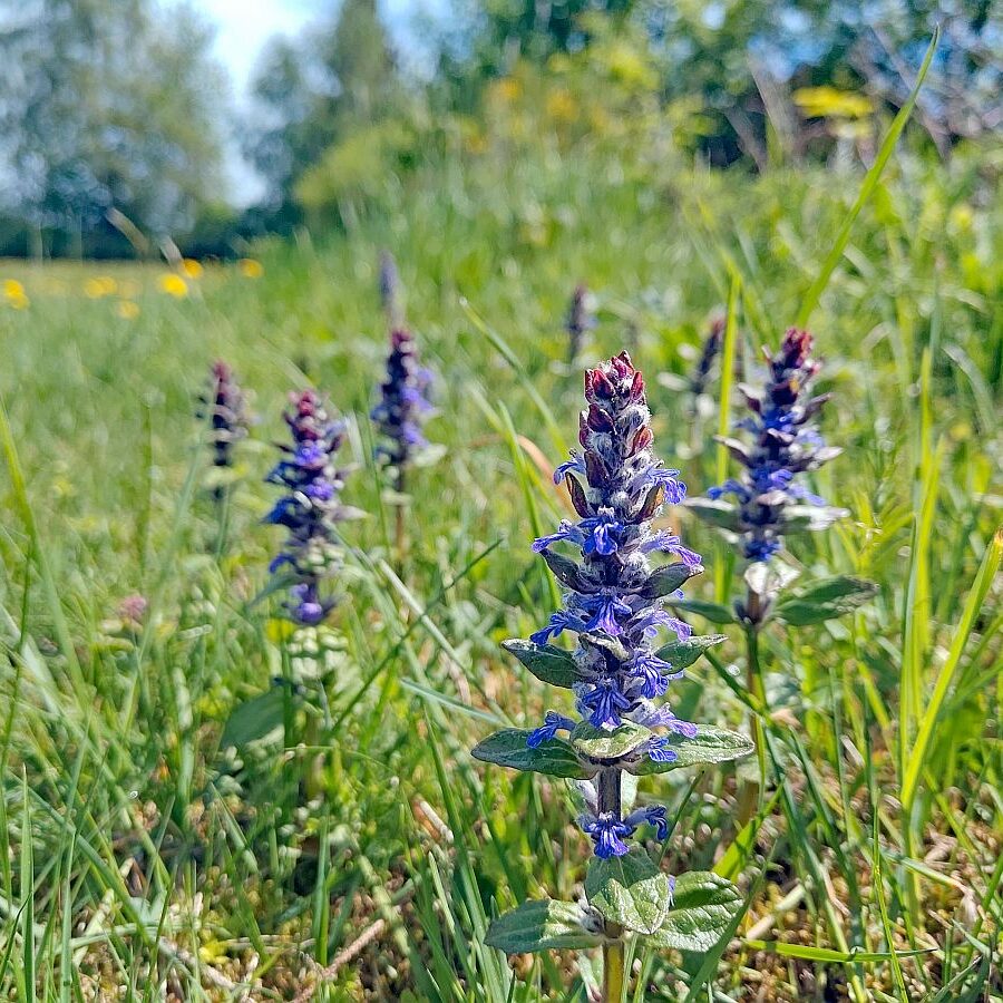 Pusteblume 04