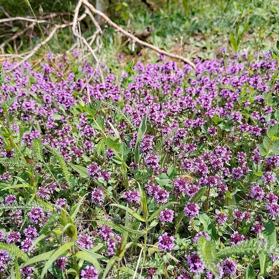 Pusteblume 07