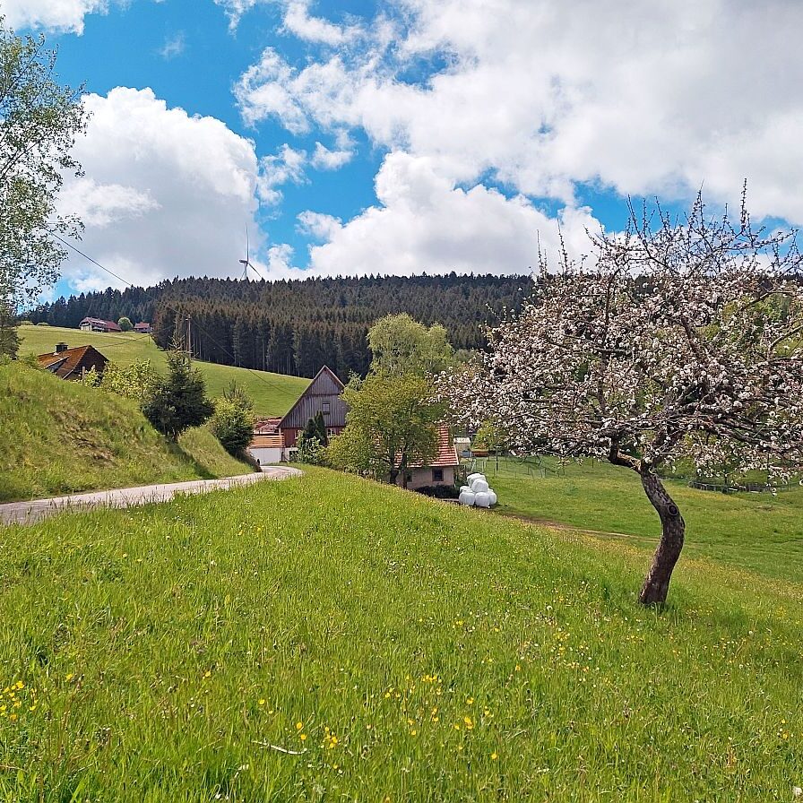 Schützen Kohlwald 01