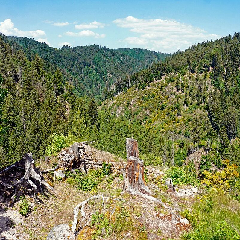 Berneck Tischneck 11