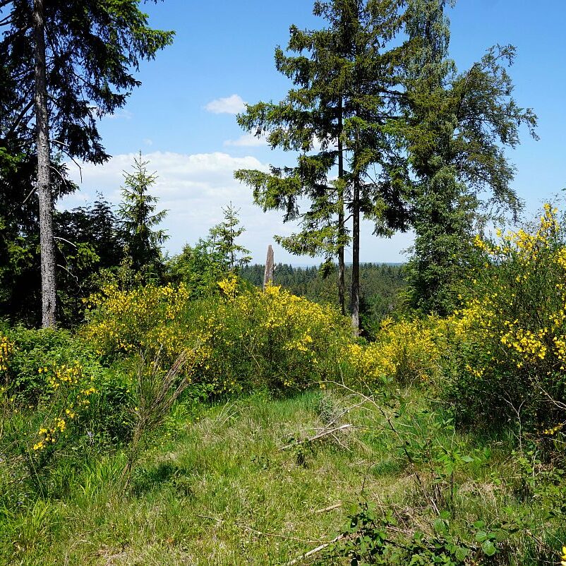 Berneck Tischneck 14